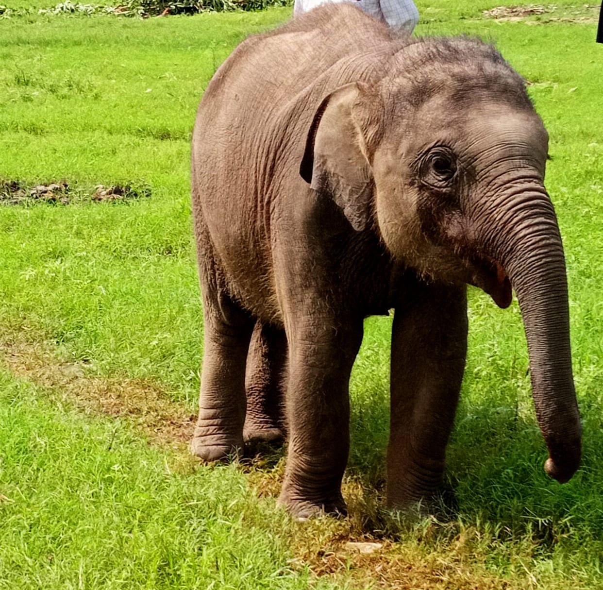 Elephant baby Khushi dies during treatment in Kalagarh