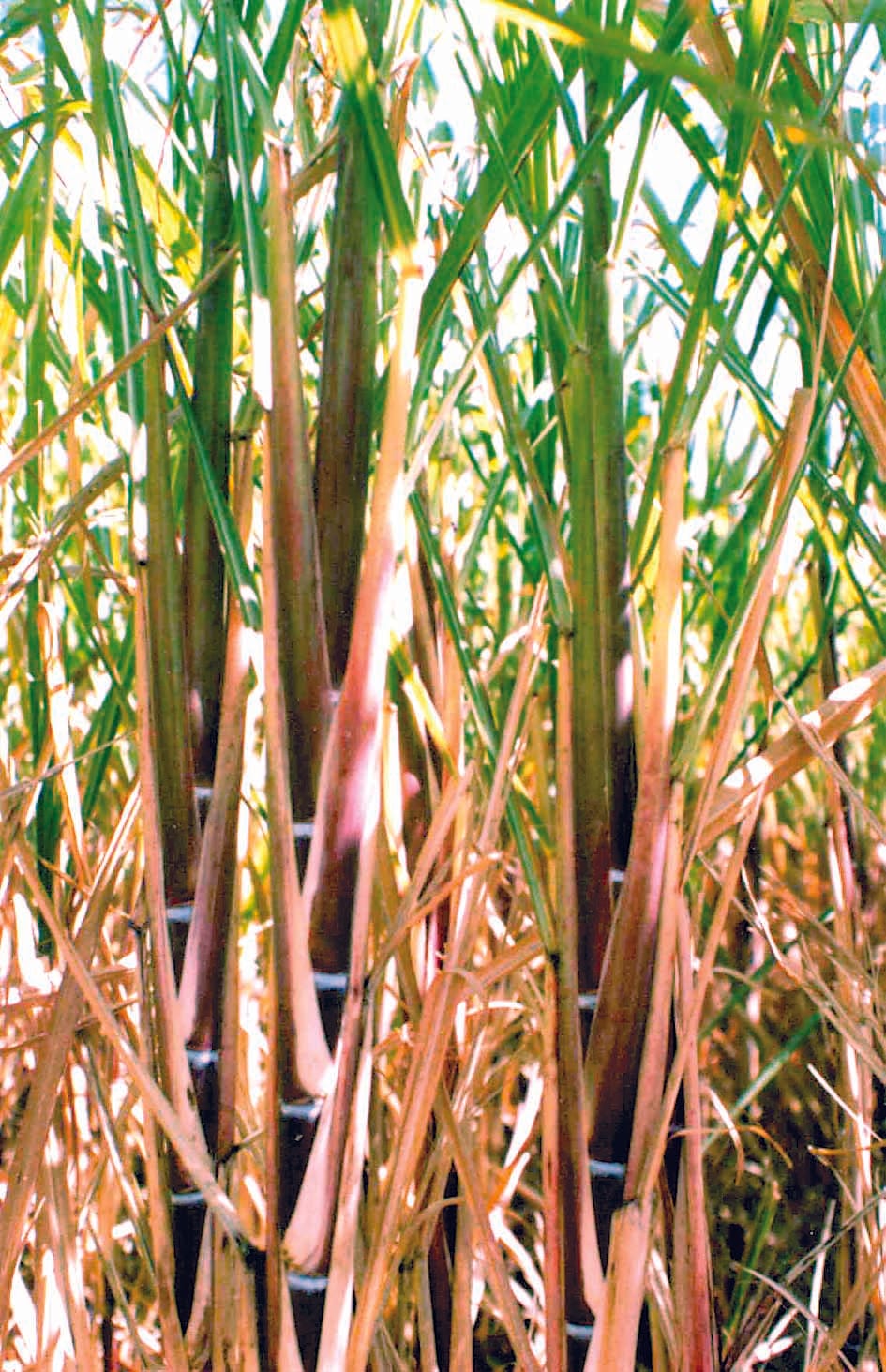 Heavy rain reduced the sweetness of sugarcane