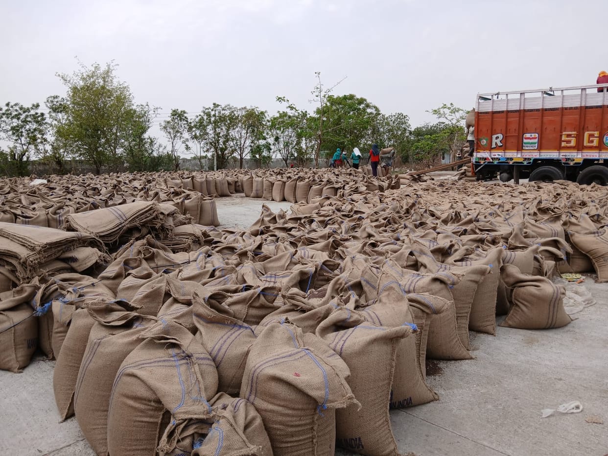 358508 quintals of mustard purchased so far
