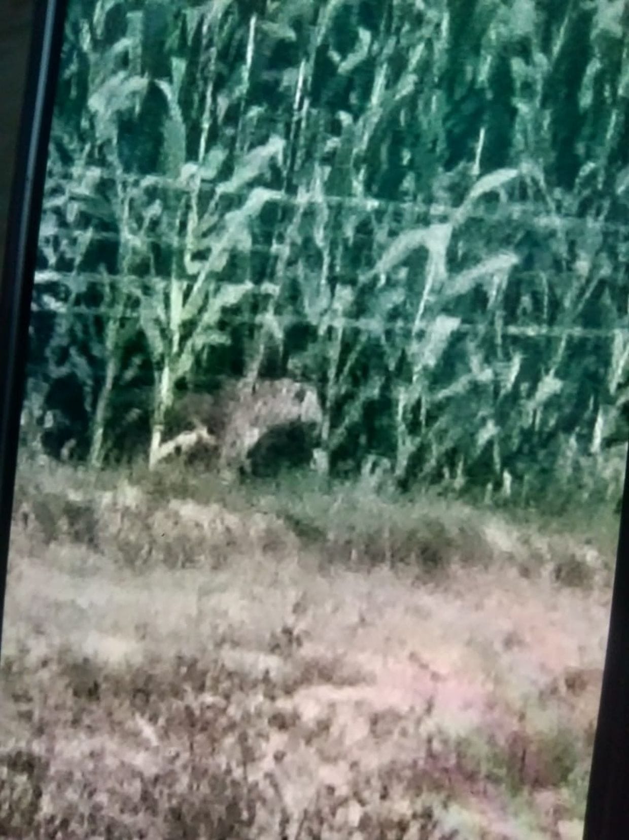 Leopard seen in maize field near Matera, panic among villagers