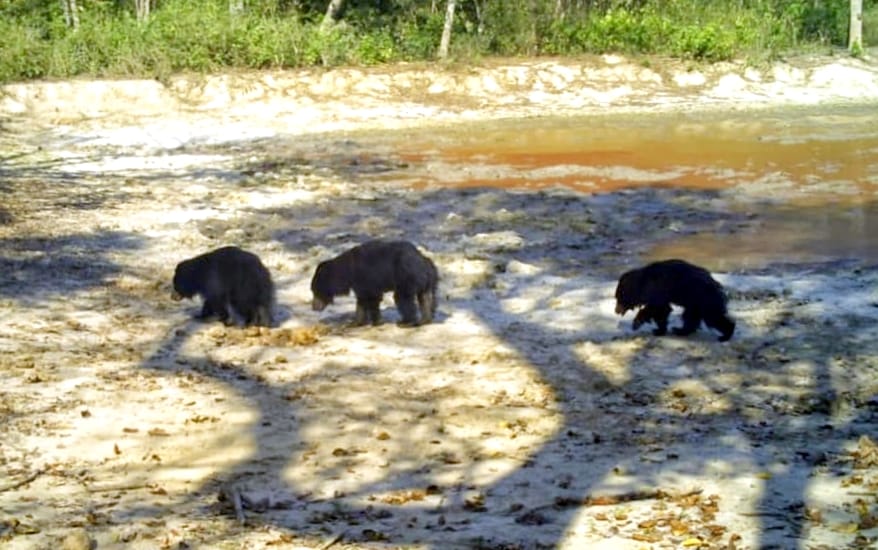 Forest workers saw three bears together in Amangarh forest range