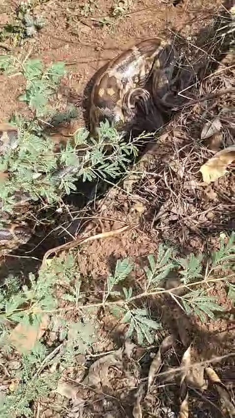Fear of pythons in Ghooghas village of Damoh, forest staff reached to catch 6 pythons under the culvert