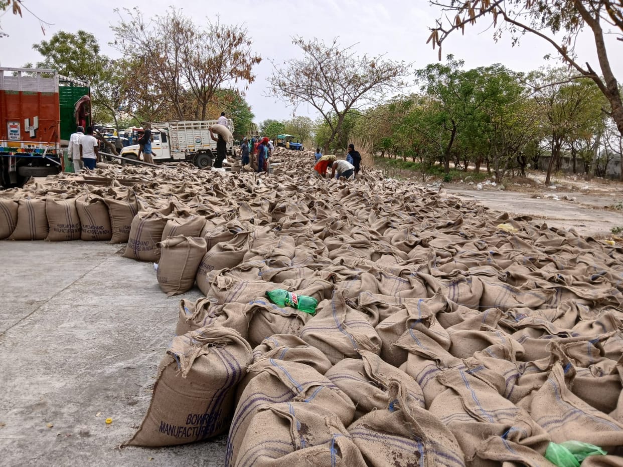 Farmers bring dried mustard