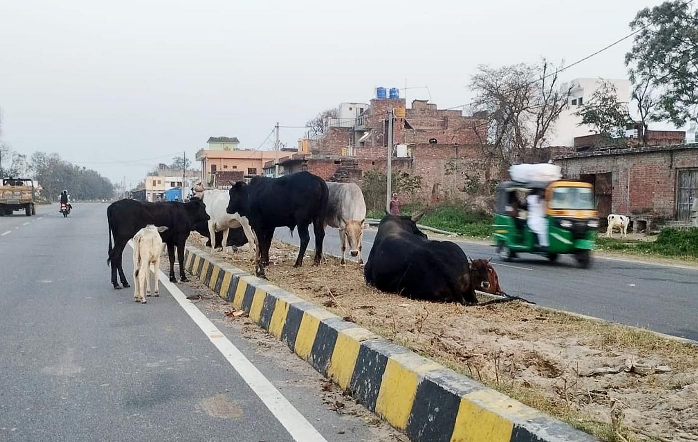 old man died after being attacked by bull in budaun