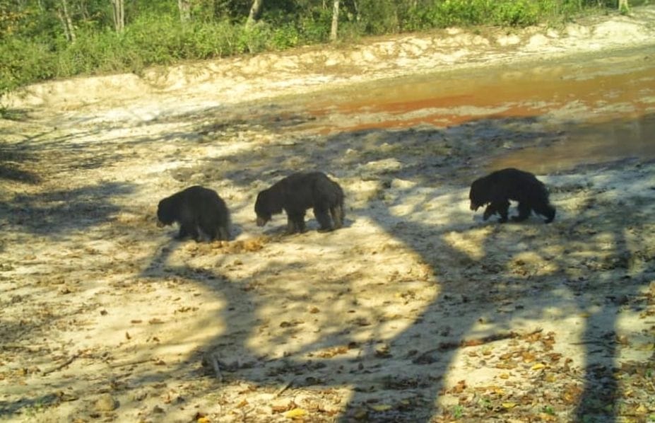 Three bears entered the population in search of water