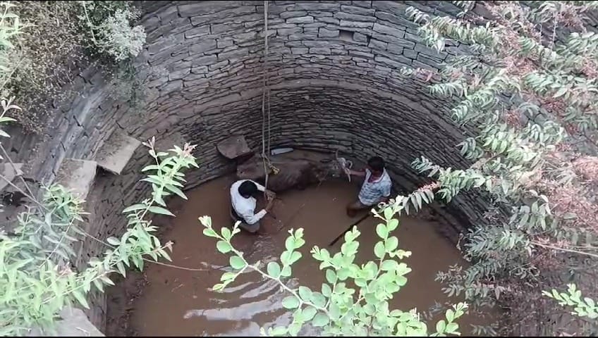 For 2 days Damoh Cow kept mooing in 60 feet deep well, youth pulled it out with ropes