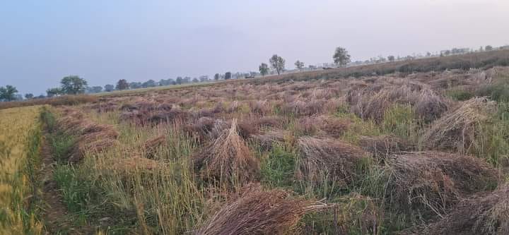 Teenage girl murdered and body thrown in mustard field