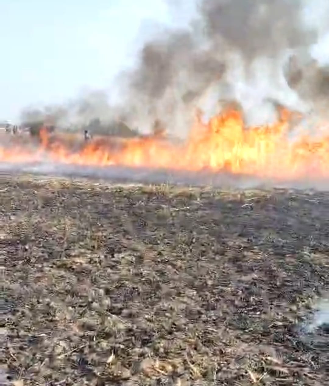 40 acre crop burnt