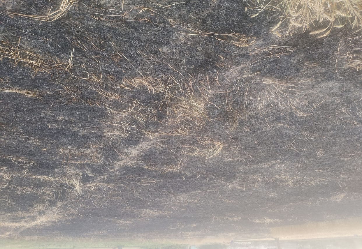 Four bighas of wheat crop destroyed due to bush fire