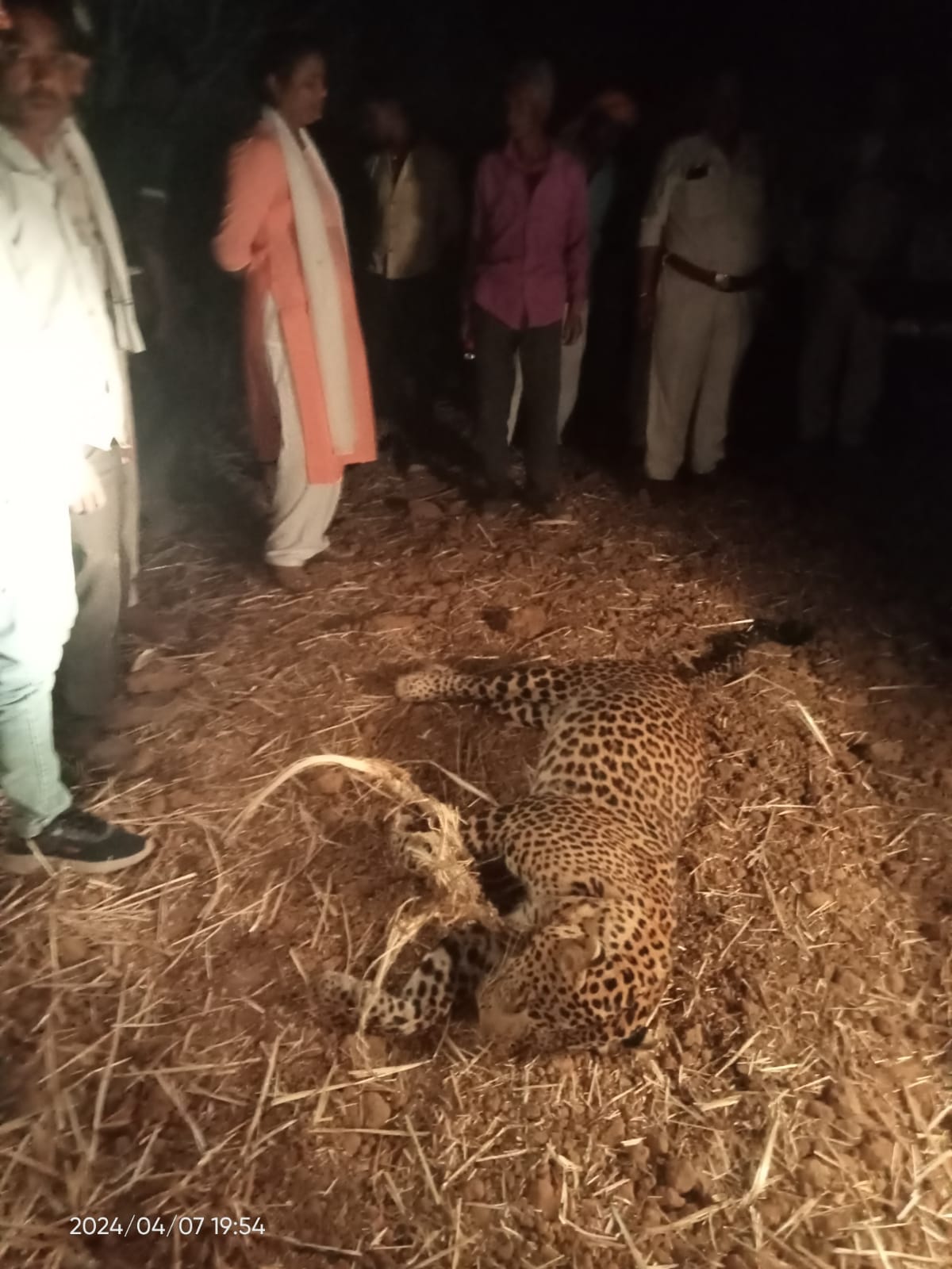Leopard hunted in Muhas village of Damoh, dead body found trapped near a drain