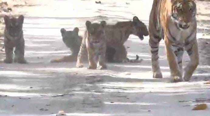 Tourists were thrilled to see a tigress with four cubs