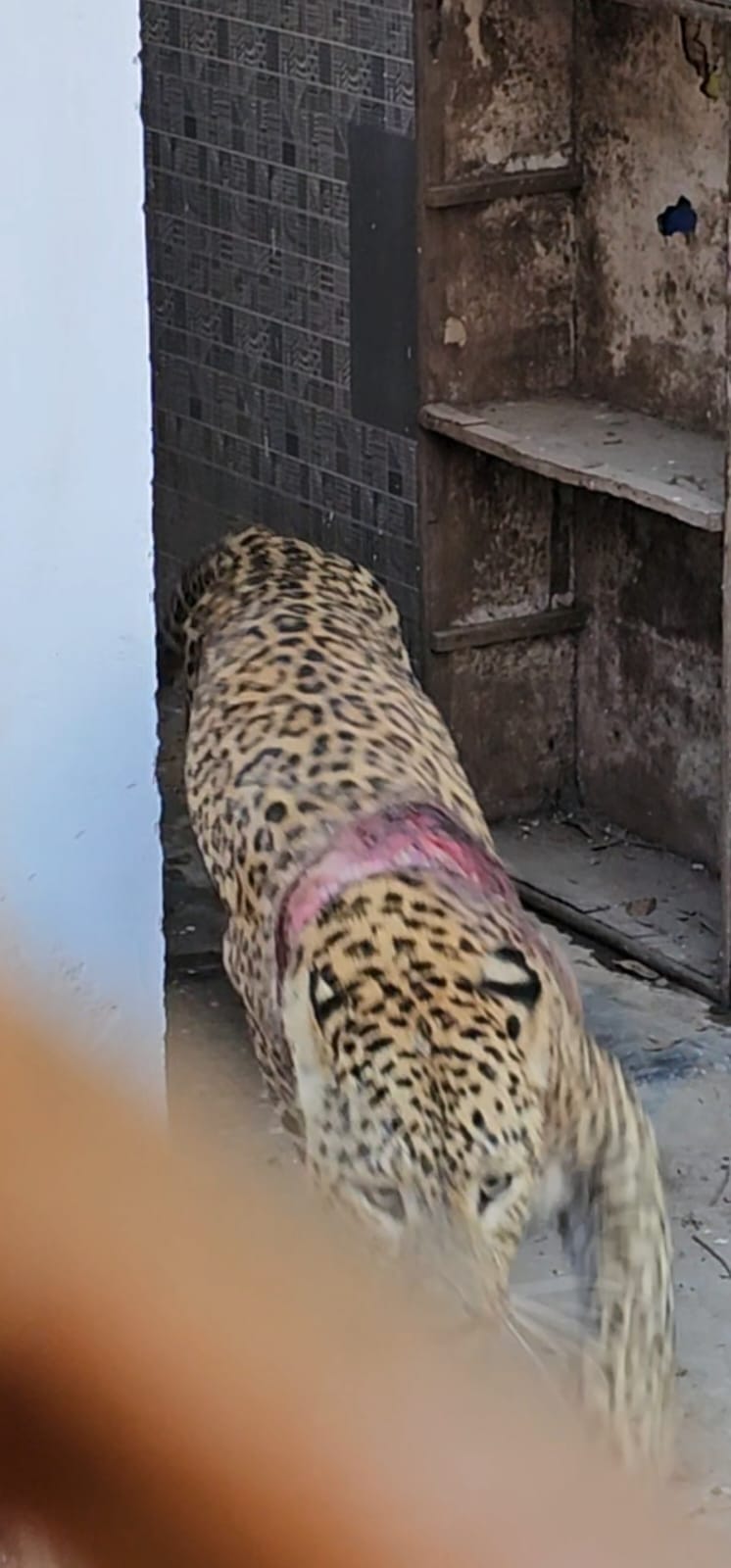 Injured leopard came to Bal Sundari temple premises