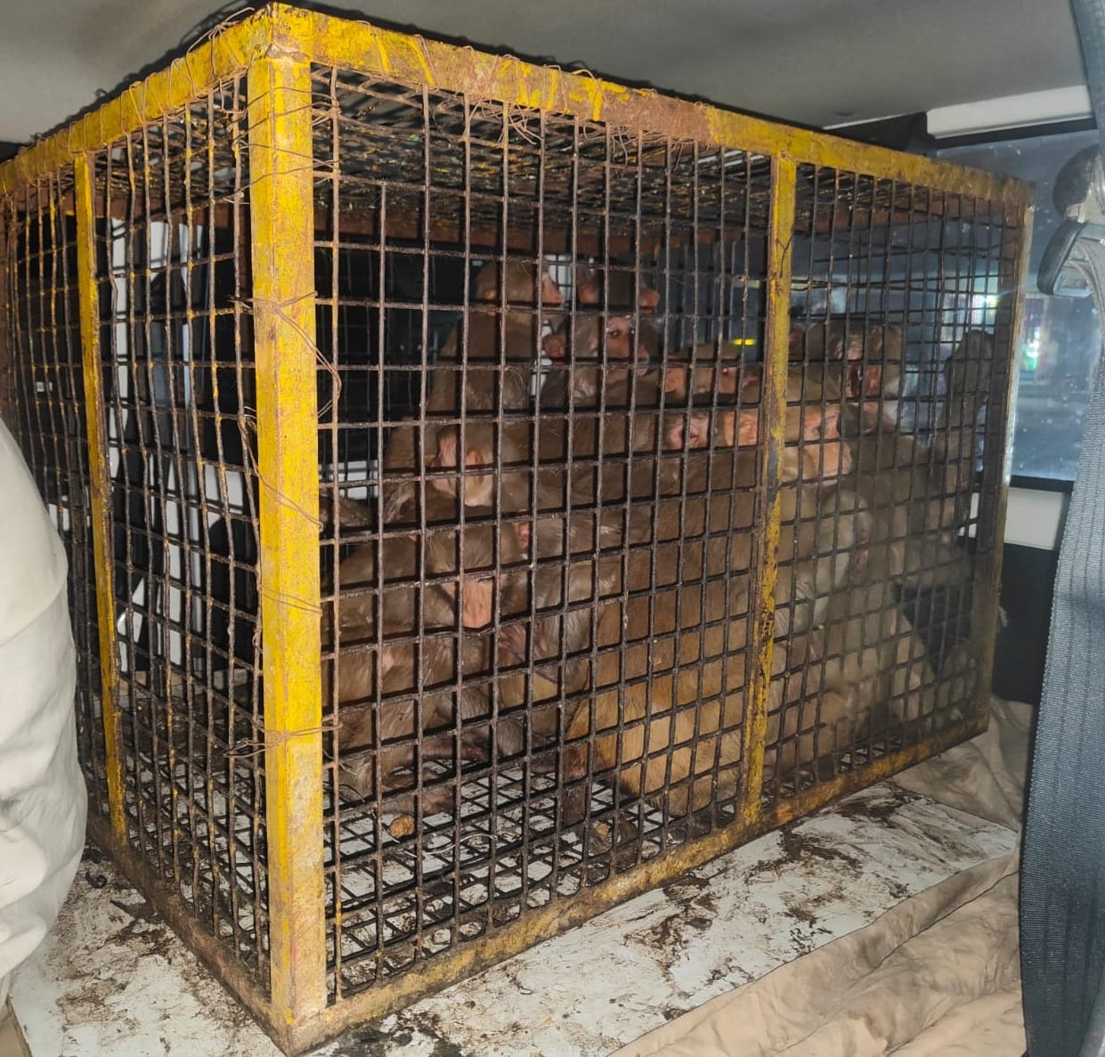 250 monkeys were caught and released into the forest.