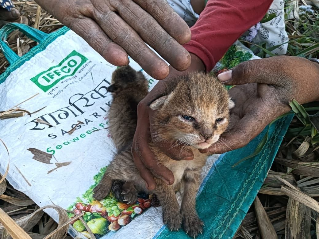 Two leopard cubs found in sugarcane field, panic among people