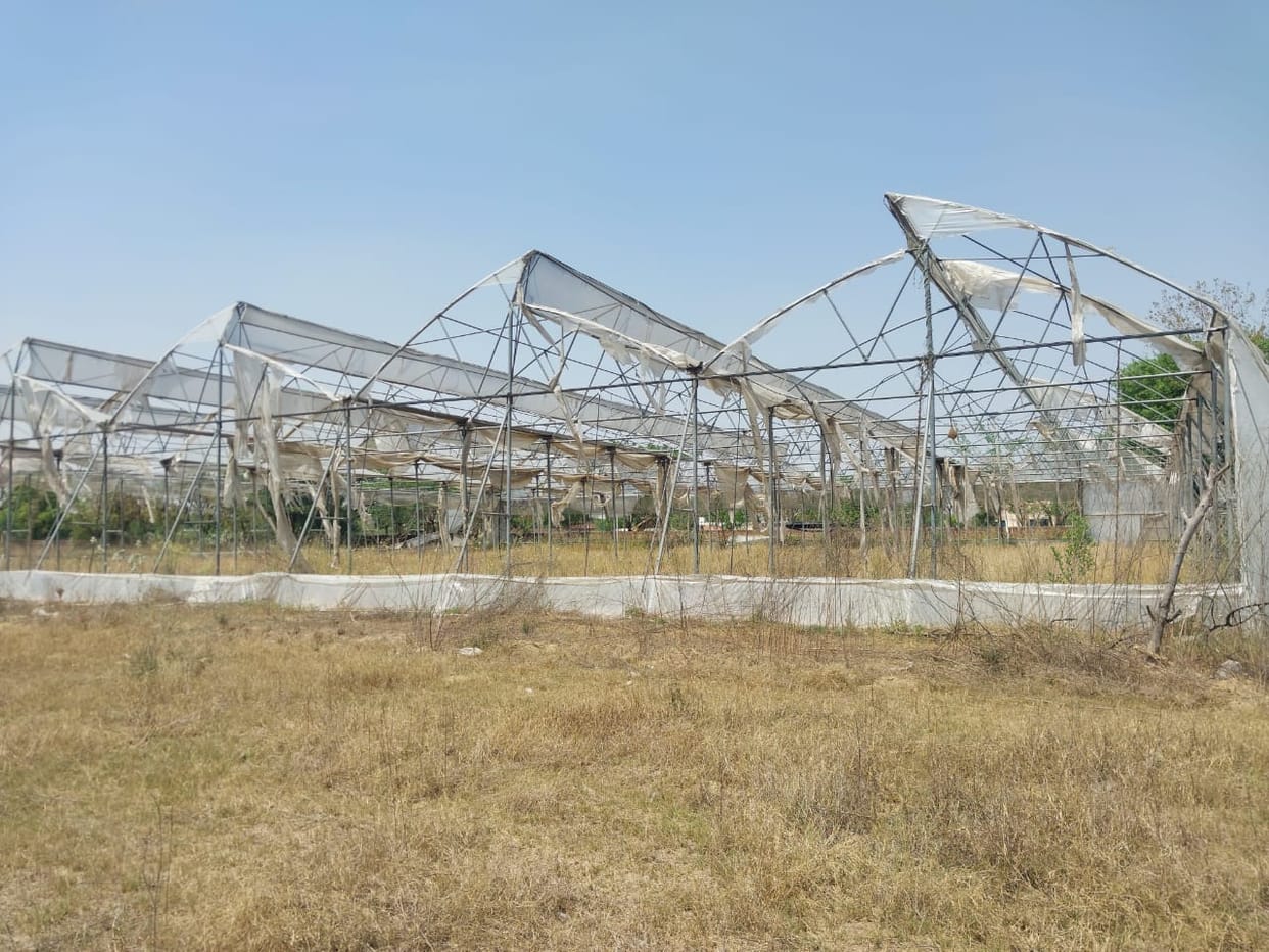 Instead of providing profit, poly houses become a problem for farmers.