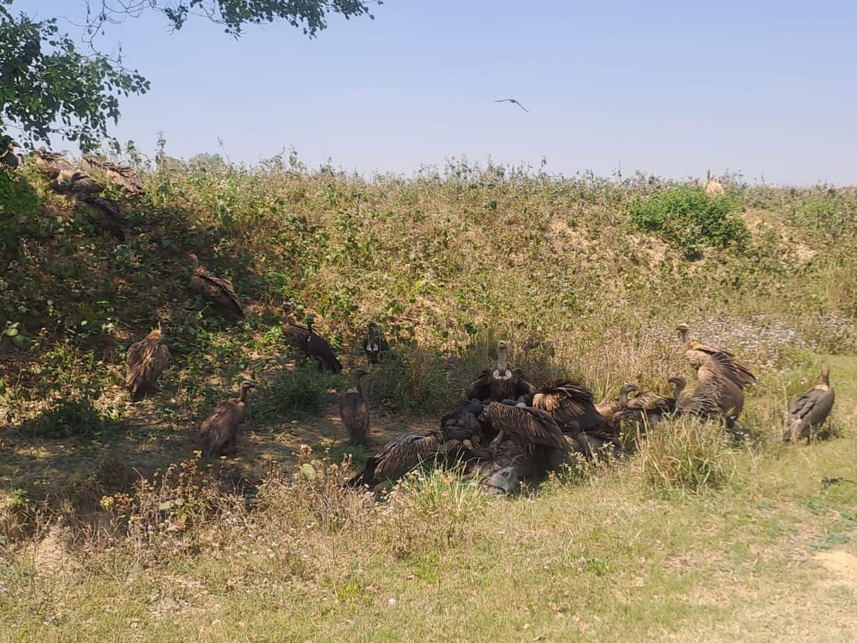 A family of vultures seen near Kauri Kuiyan village
