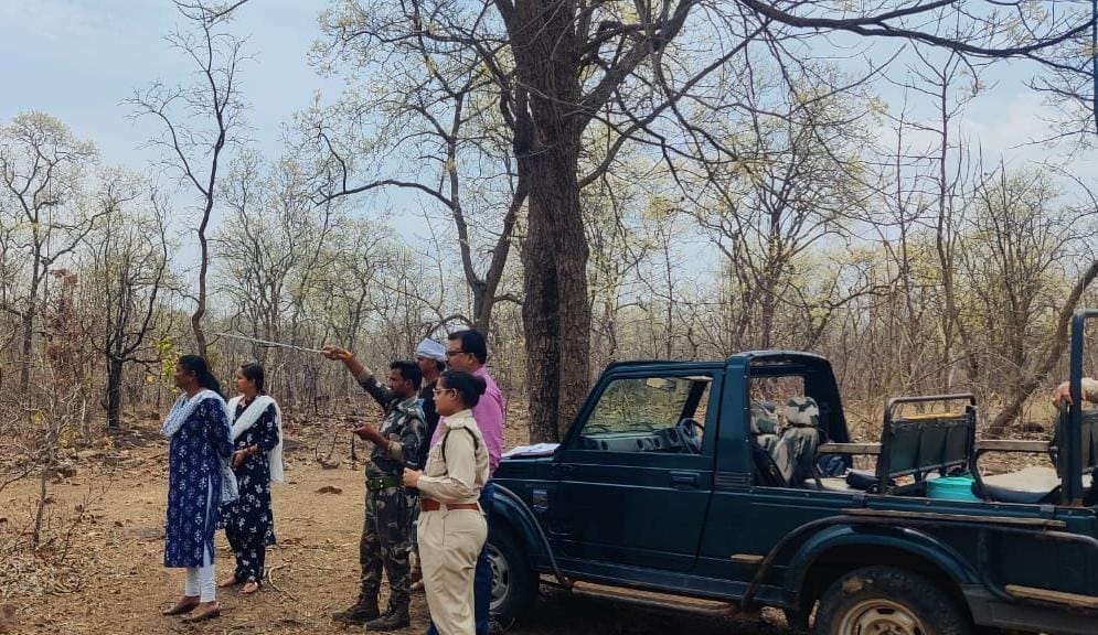 Nauradehi's tiger knocked in Damoh district, hunted two cattle, forest staff engaged in search