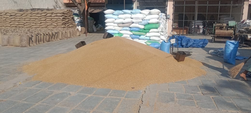Arrivals increased in the market of Bahadurgarh, Asoda