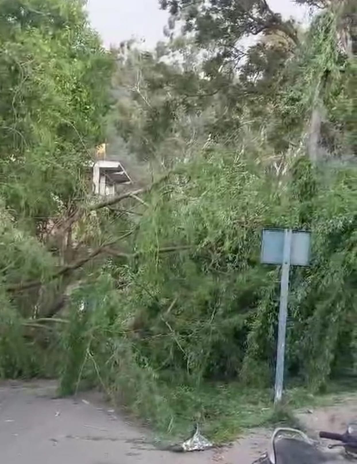 Due to storm, tree fell on the road, Chamba-Tisa road remained closed for two hours