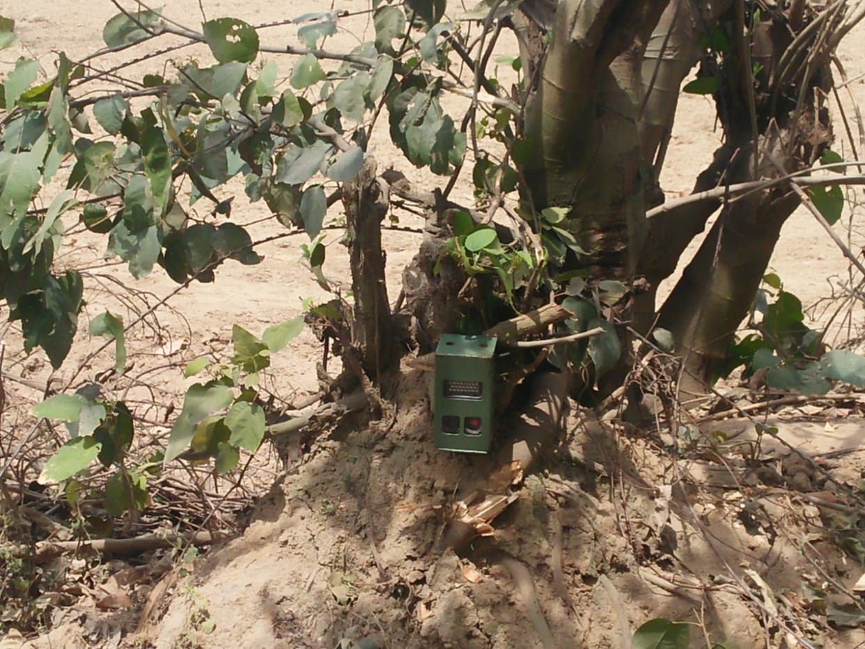 Three pairs of cameras installed in search of tiger