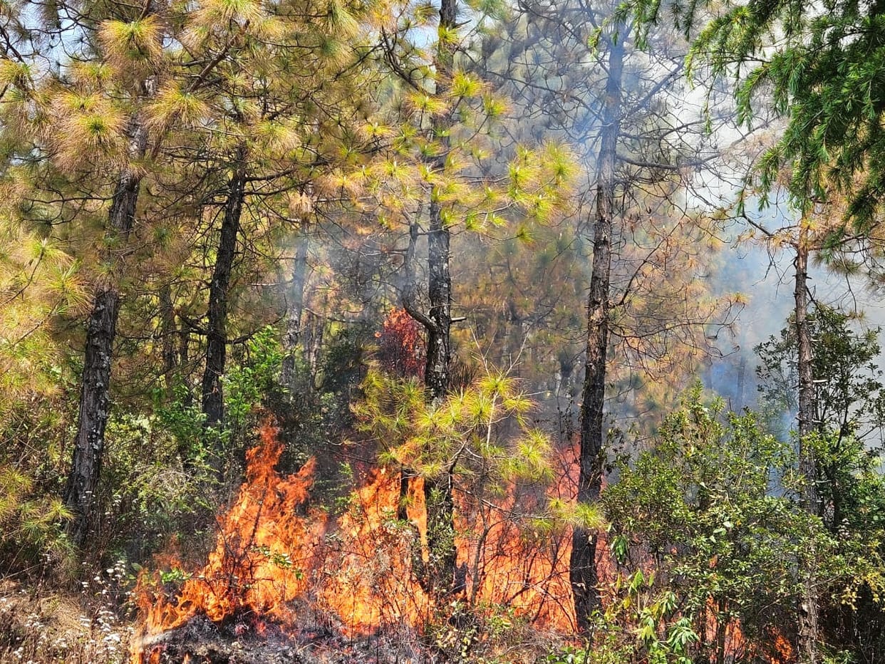 Fire broke out in the forests of Gangolihat and Askot