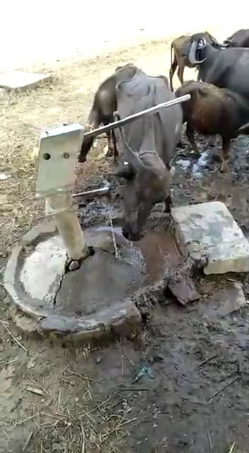 Buffalo operated hand pump in Damoh, using intelligence the buffalo drank water by operating hand pump.