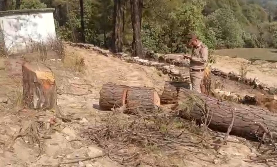 50 green trees cut in Sasola Forest Panchayat