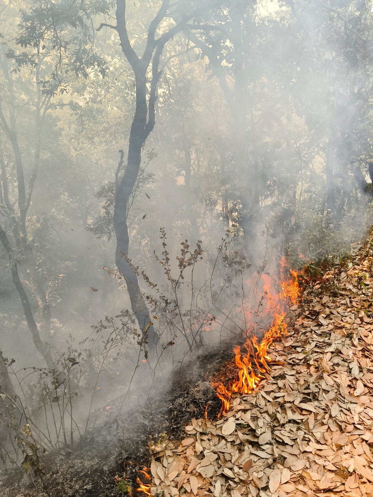 Blazing forest, smoke all around