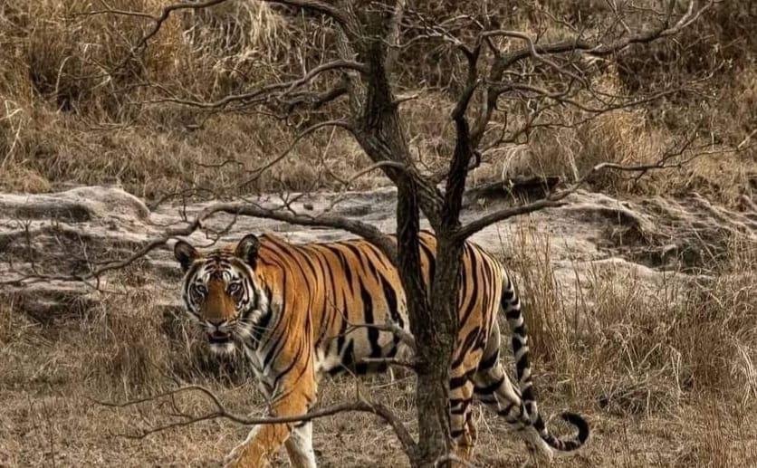 Tigress Kajri, who reached Tendukheda in Damoh, had left Nauradehi sanctuary a week ago