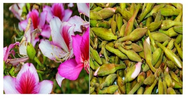 Vegetable-pakodas are delicious...Kachnar is a panacea for asthma and ulcer also.