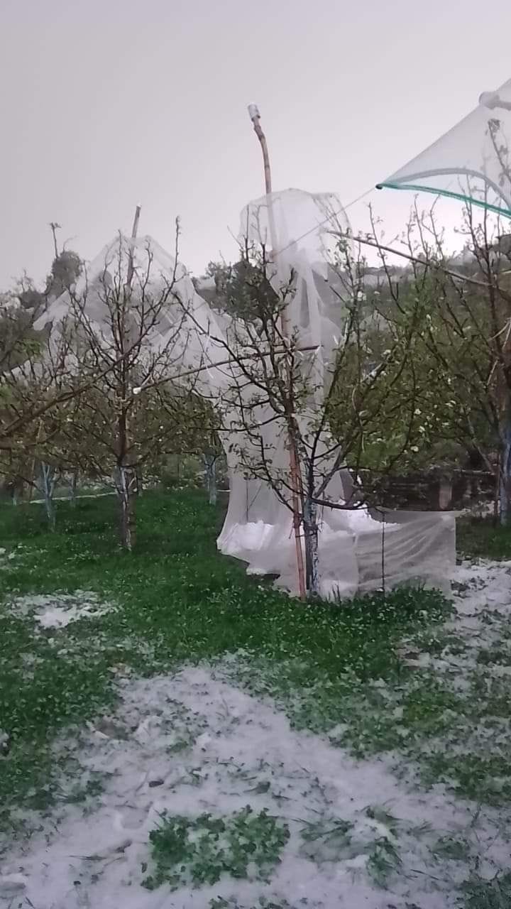rampur news, hailing, kumarsain, apple plants, damag