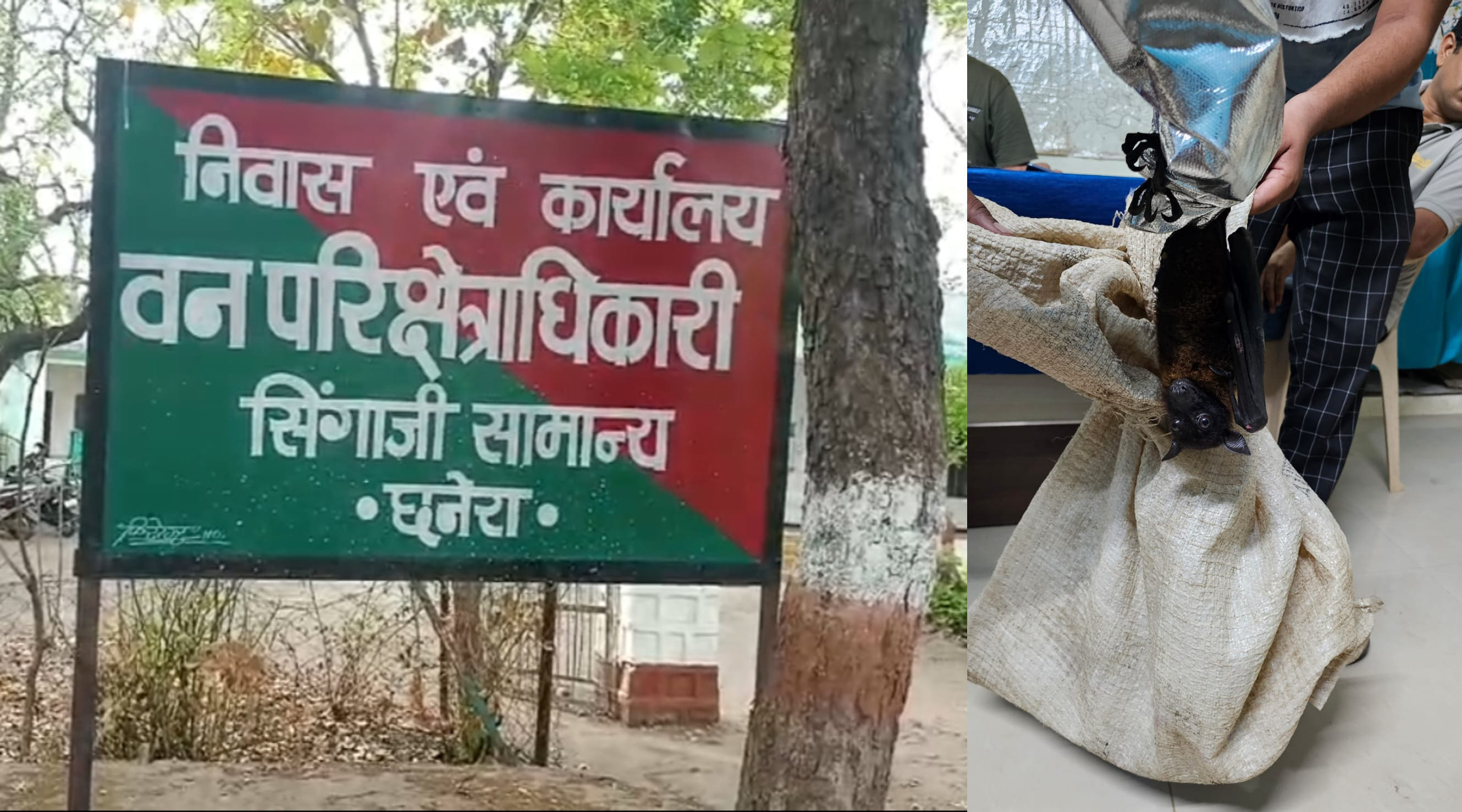 तस्करों से जब्त किए गए चमगादड़।