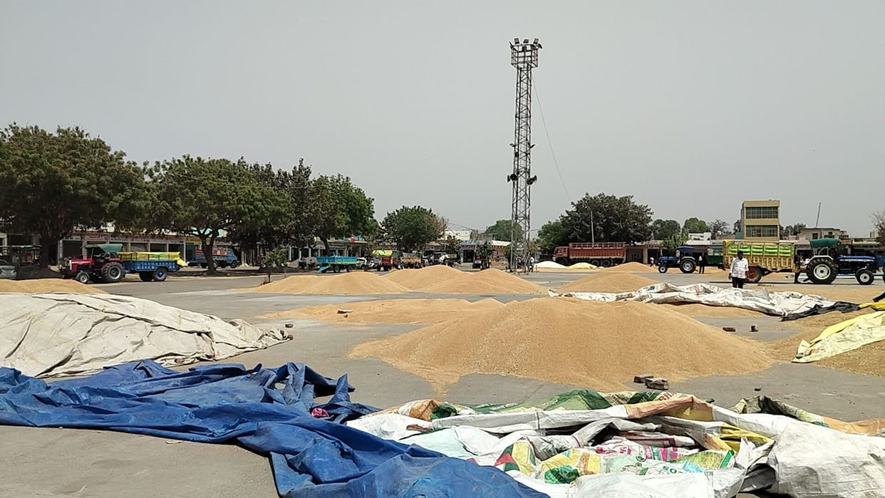 Arrival of more than eight thousand quintals of wheat in the city market