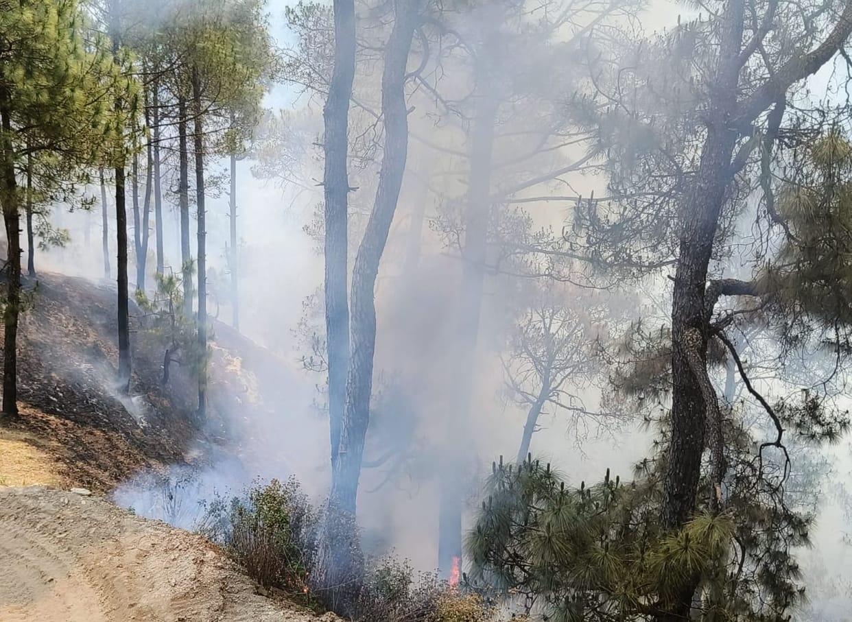 Loss of Rs 13,800 in seven incidents of forest fire