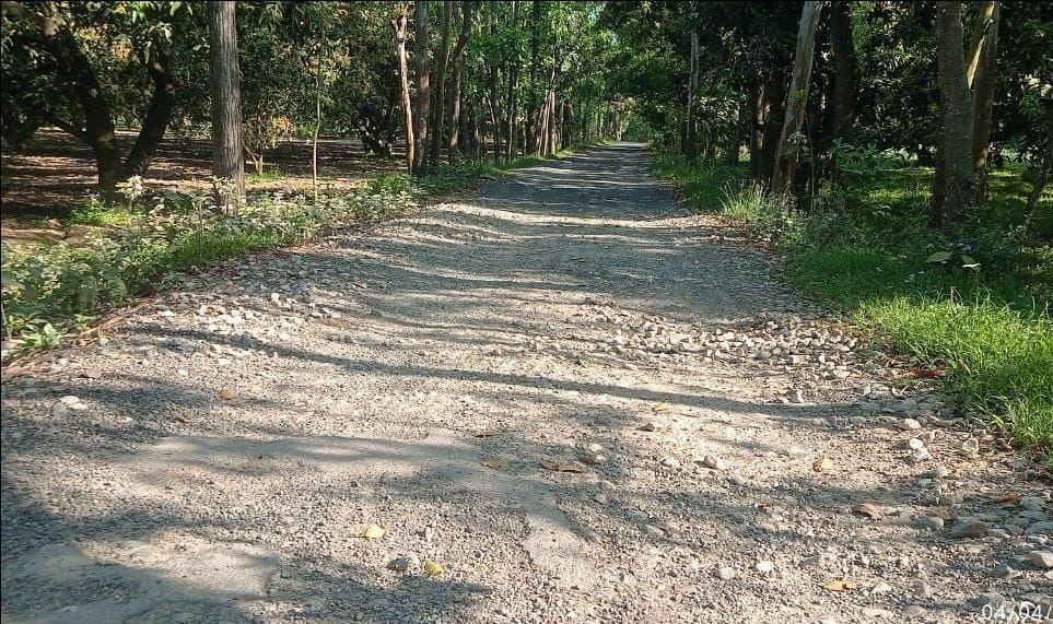 Unruly mussels uprooted even the stones on the road, villagers worried