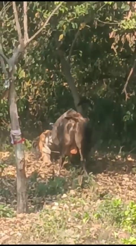 Tiger attacks bull on HH 309, video goes viral