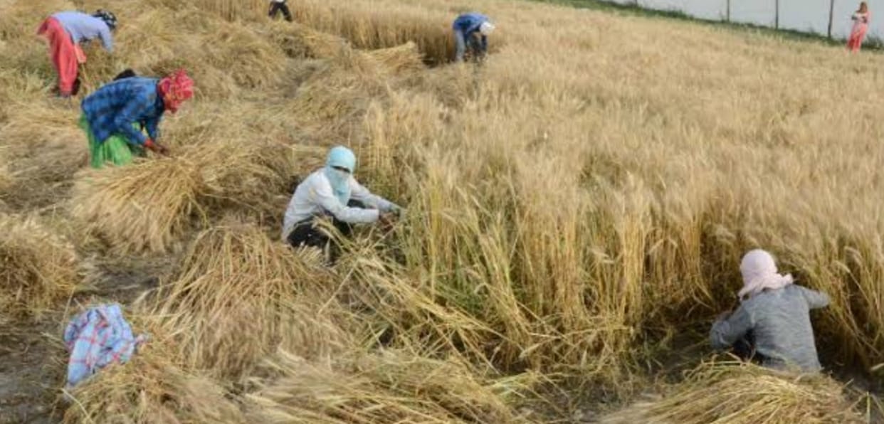Chances of strong wind and light rain, farmers should be alert