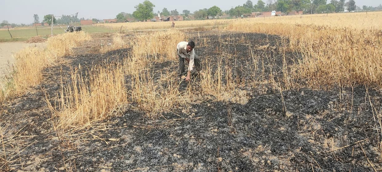 Two bighas of wheat burnt to ashes due to fire