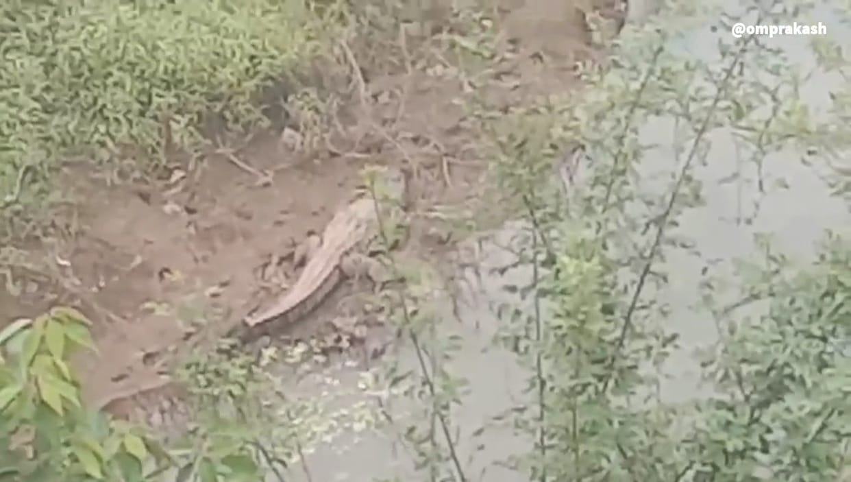 Crocodile came out of Vyarama river in Mohar village of Damoh, hunted dog