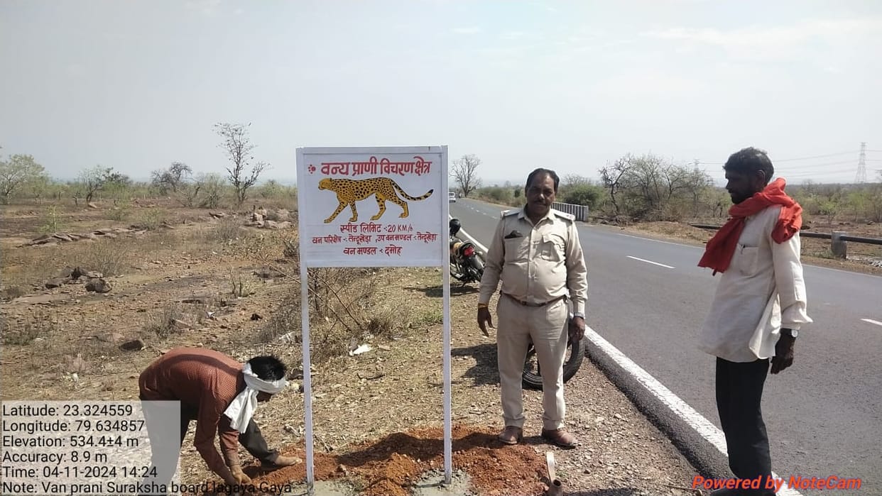 Nauradehi's tigress Kajri stepped into Tejgarh near Damoh, hunted bull