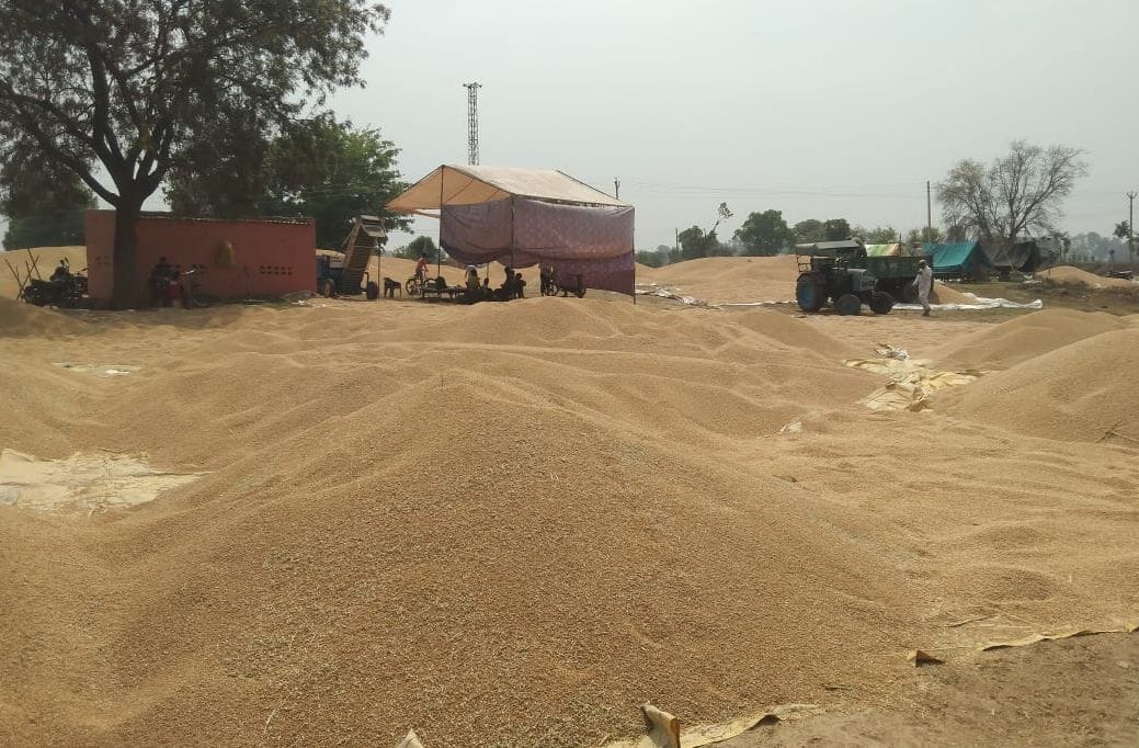 Wheat procurement will start in UP from March 17 Know everything including support price