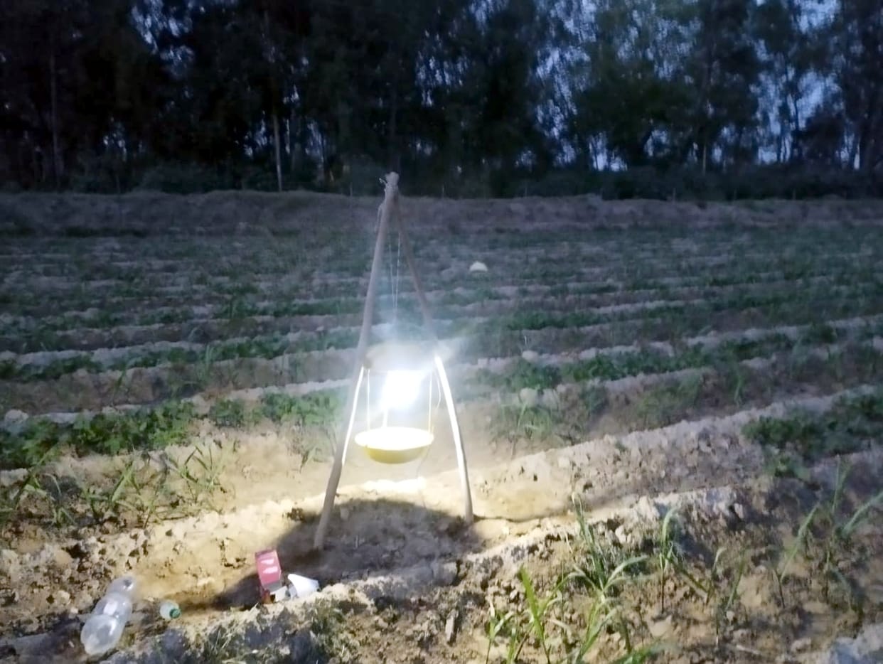 The glare of light will kill sugarcane insects by immersing them in water.