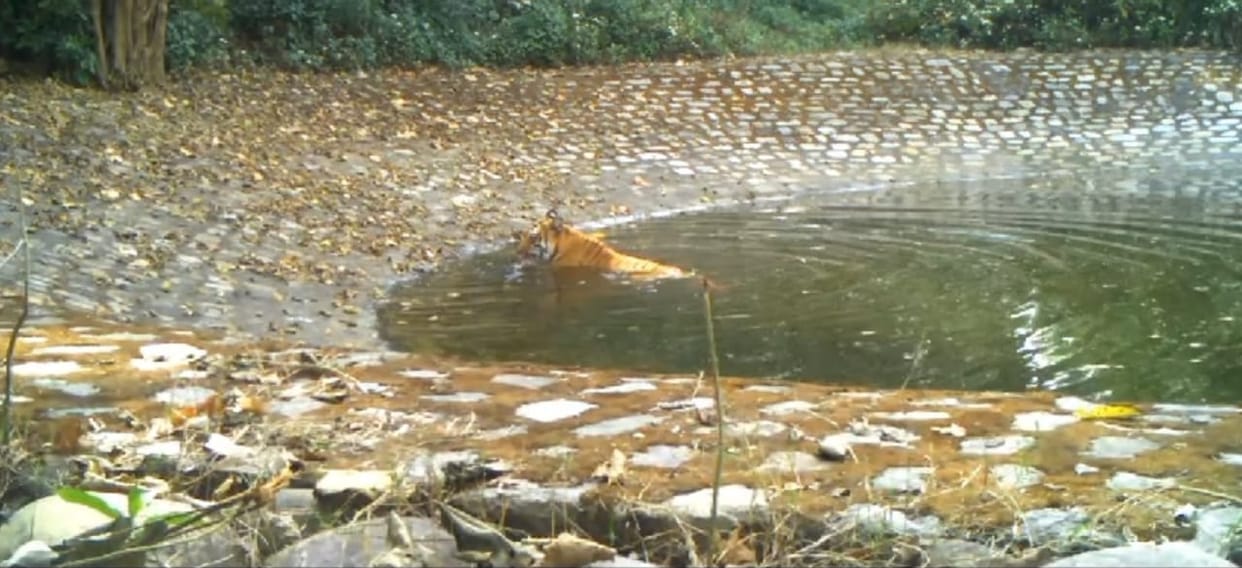 Uttarakhand News: Corbett Park Pack for Jungle Safari in ramnagar