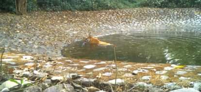 Corbett Tiger Reserve Plans for a full-day safari in Corbett Proposal sent Uttarakhand news in hindi