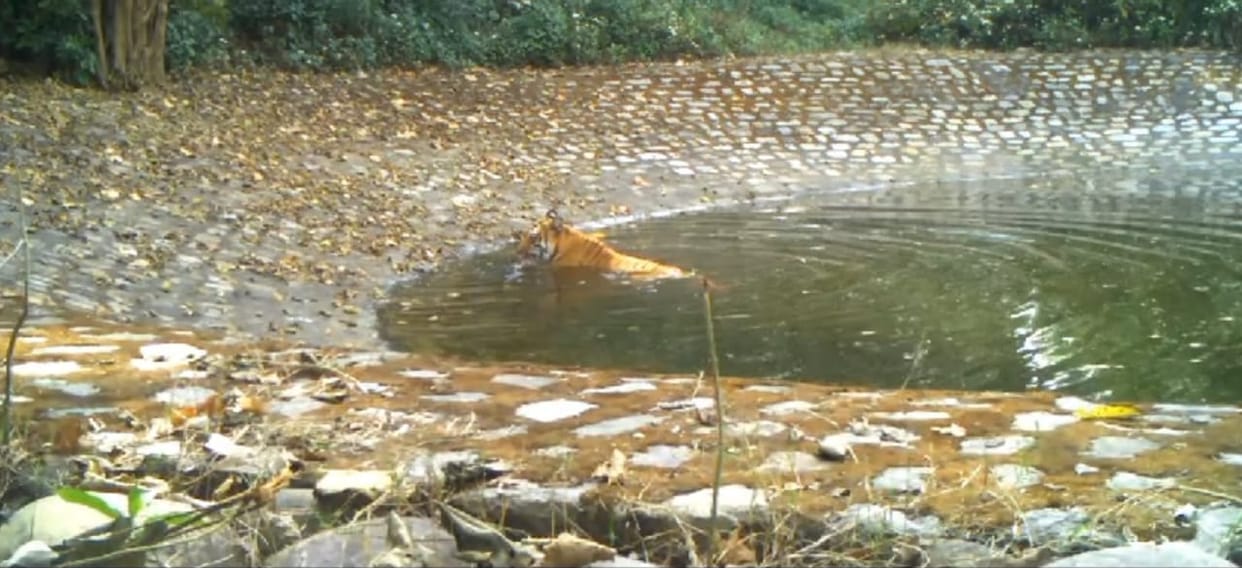 Forest cover decreased in Corbett Rajaji Tiger Reserve Uttarakhand news in hindi