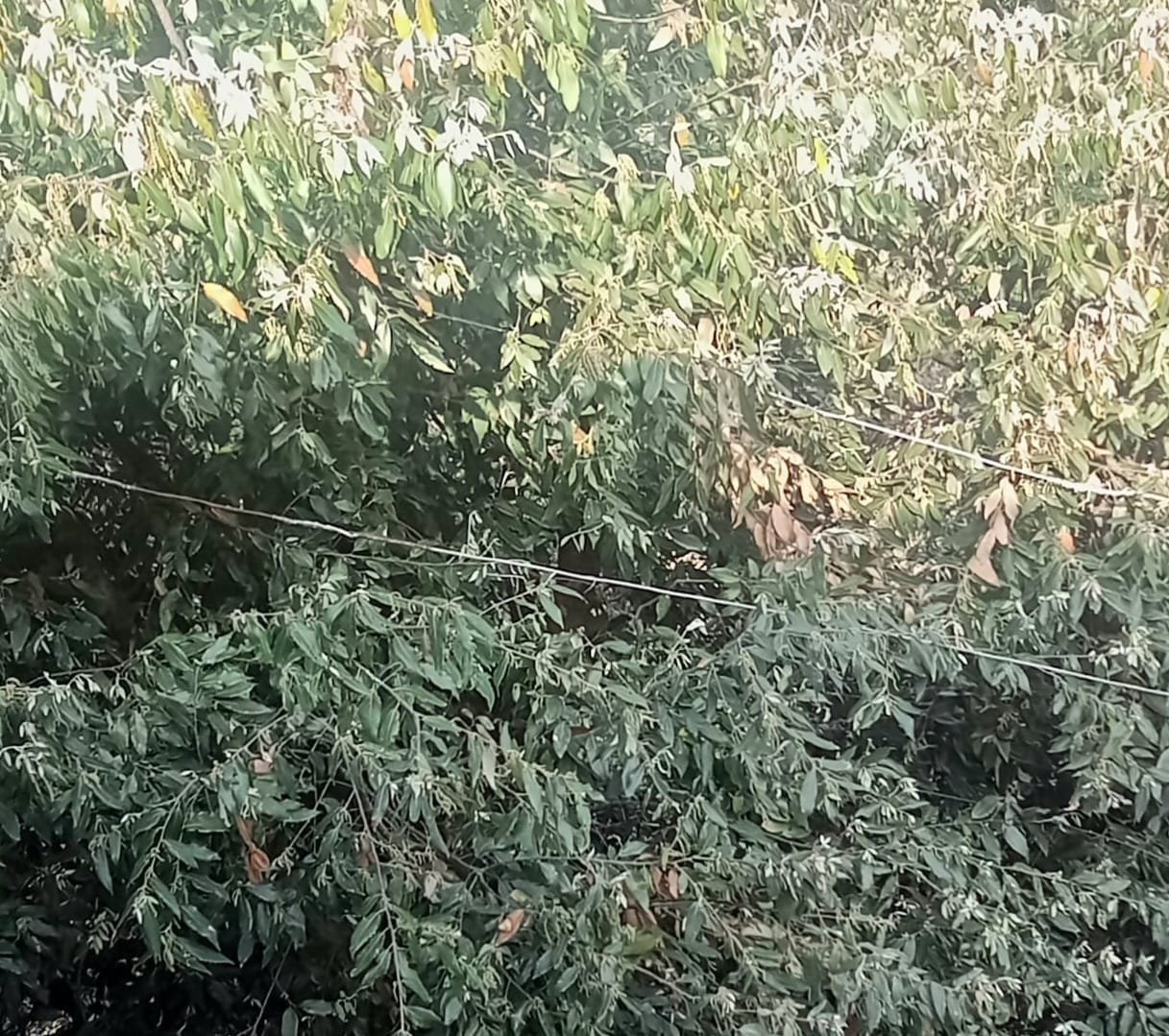 Arrangements were made with the help of Jugaad...electric wires hung on lush green trees