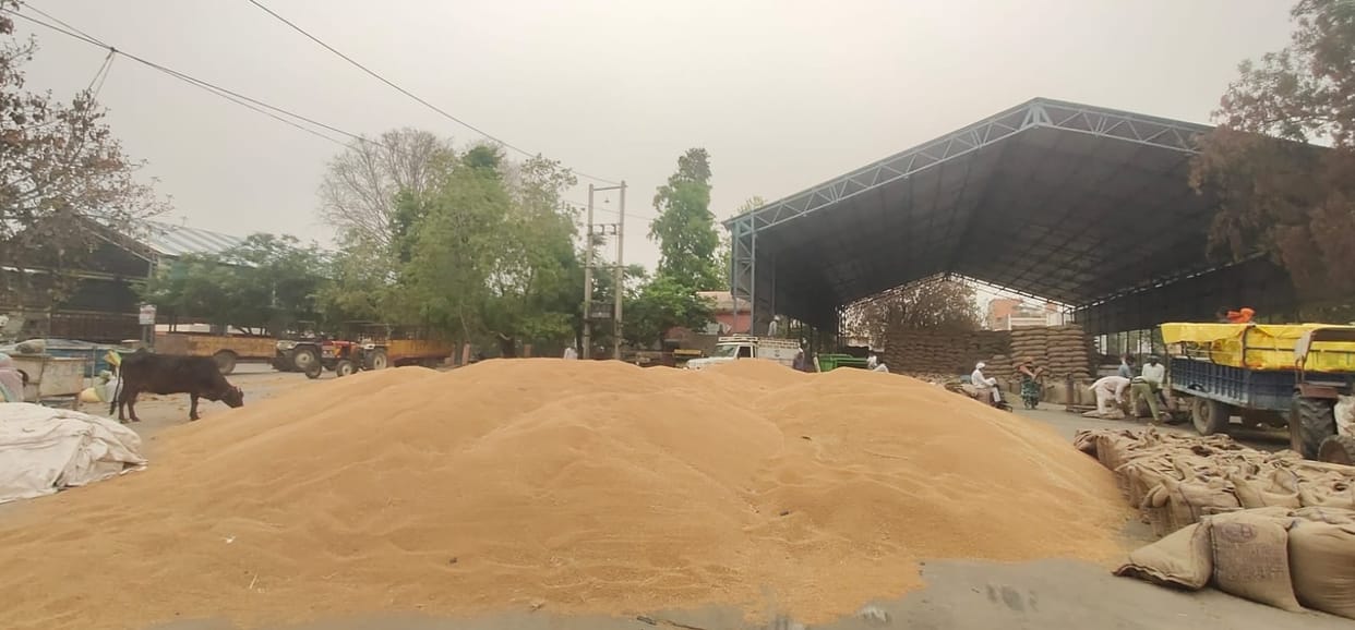 Drizzle increased the worries of farmers, grains are lying in the open in the markets