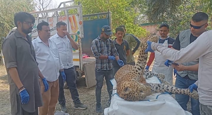 Injured leopard seen sitting in cowshed, forest department tranquilized and caught it