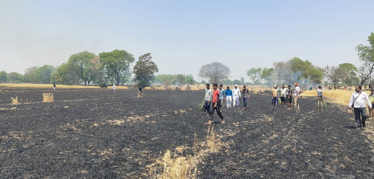 Short circuit wreaked havoc, 20 bigha wheat crop burnt to ashes