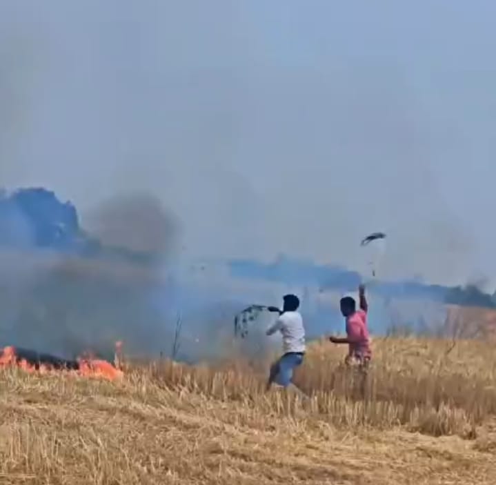 10 bigha wheat crop burnt in fire